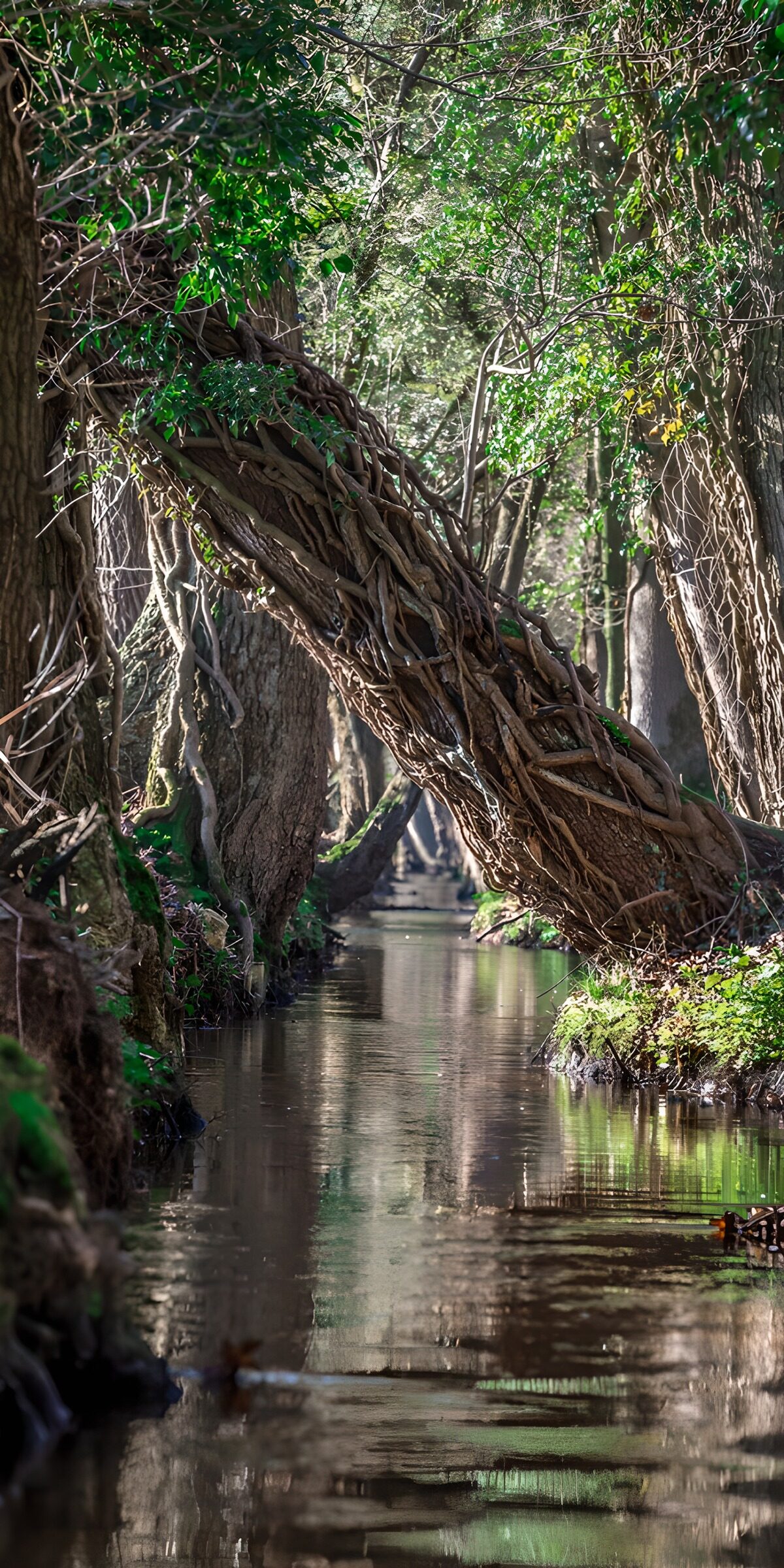 TPES76589: Arroyo entre árboles y lianas