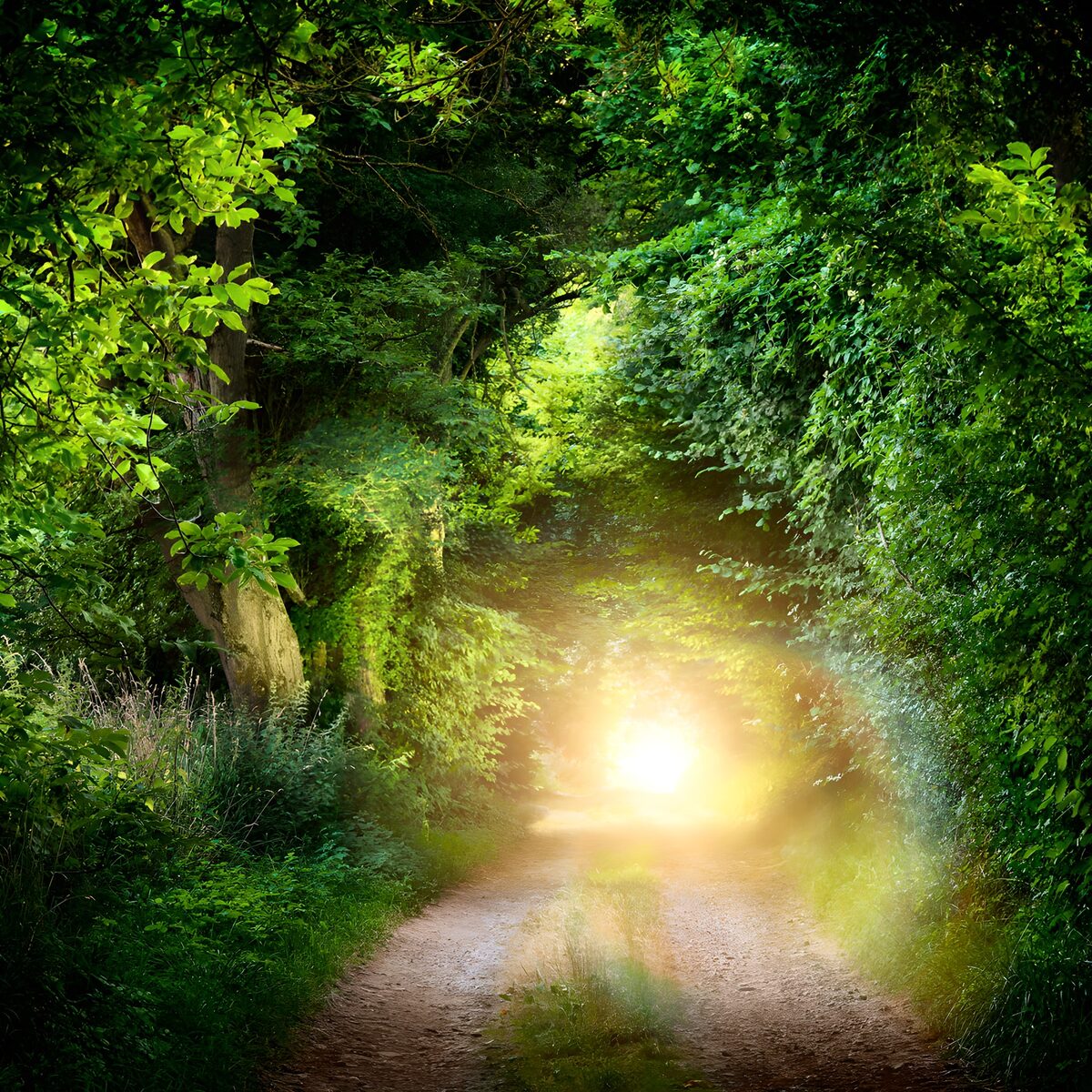 Camino de arena bajo un túnel verde