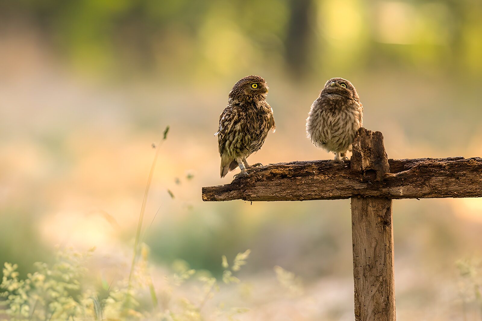 TPES13449: Dos búhos juntos en una viga de madera