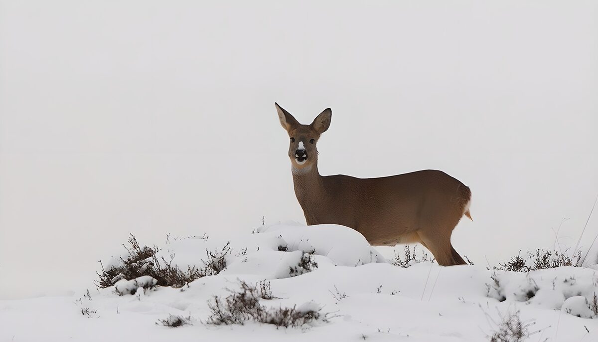 Corzo alerta entre nieve y arbustos