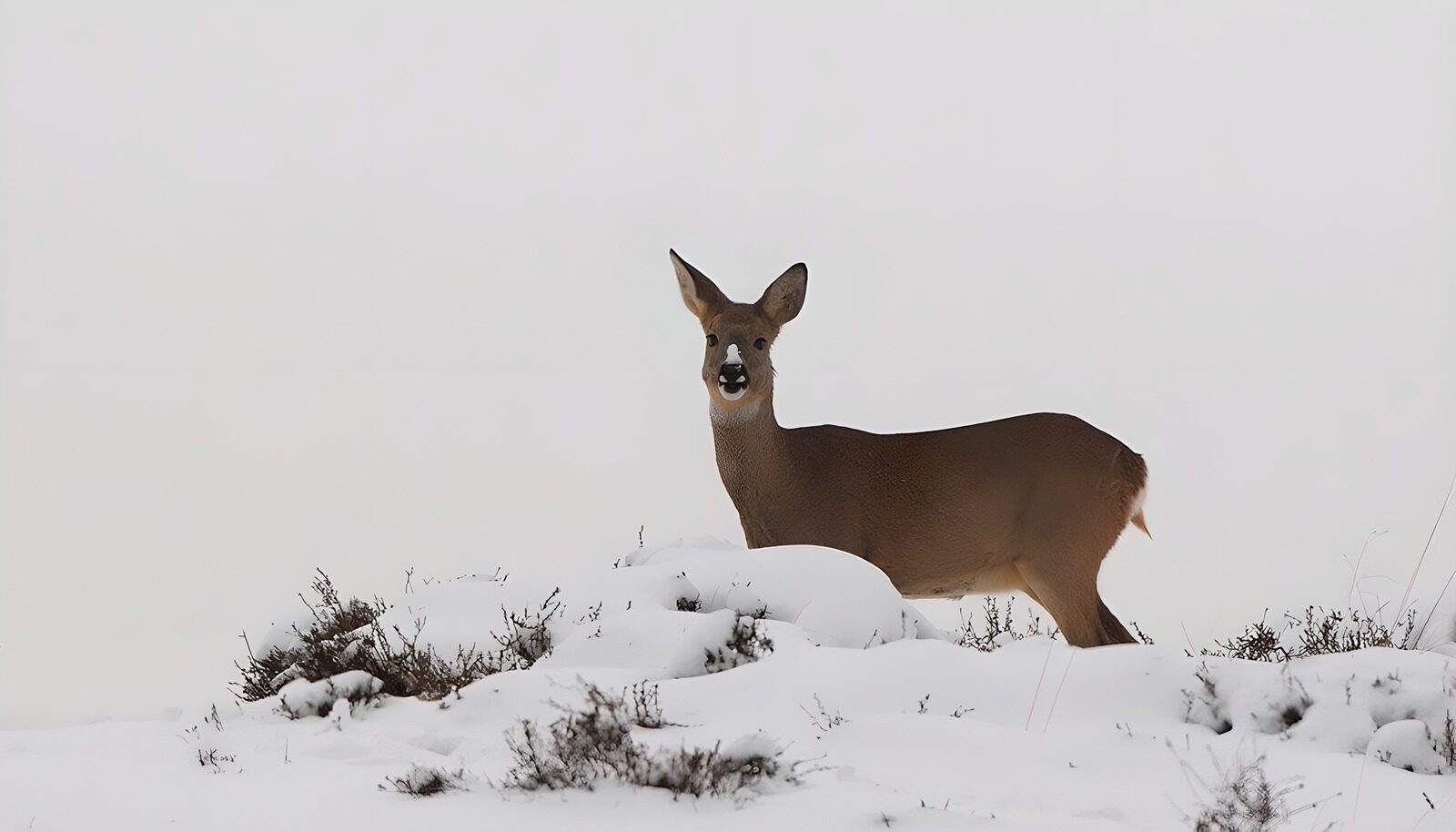 TPES76506: Corzo alerta entre nieve y arbustos