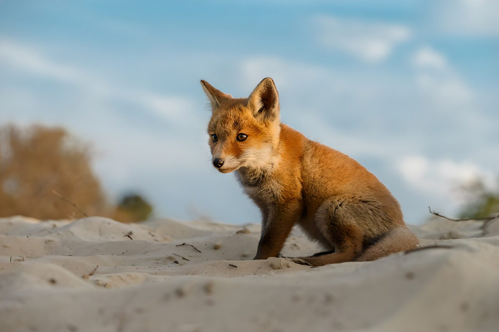 TPES26432: Cachorro de zorro al sol en la arena