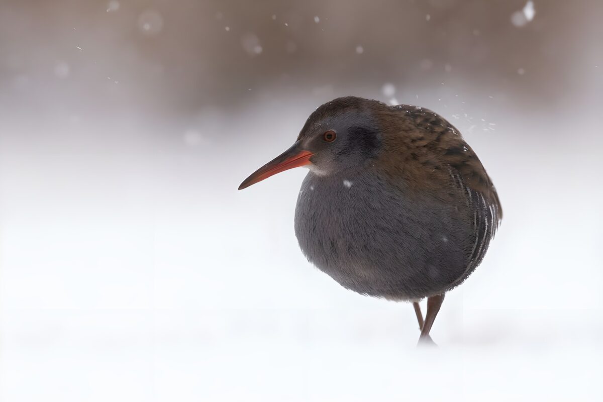 TPES14637: Rascón europeo bajo la nieve