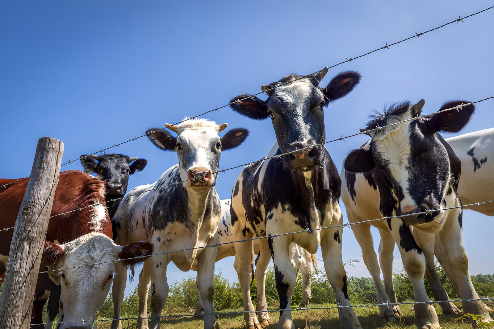 TPES15909: Vacas tras una cerca bajo el cielo azul