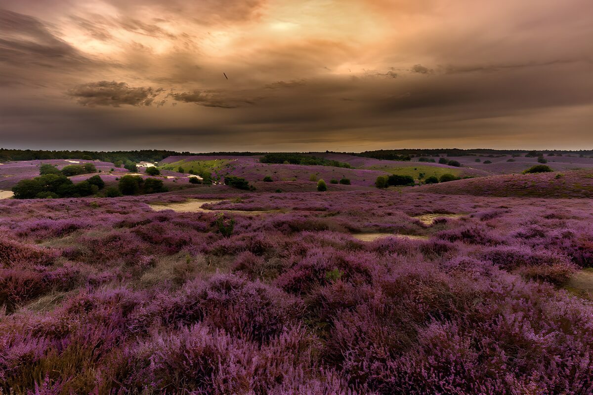 Brezo morado bajo un cielo de atardecer