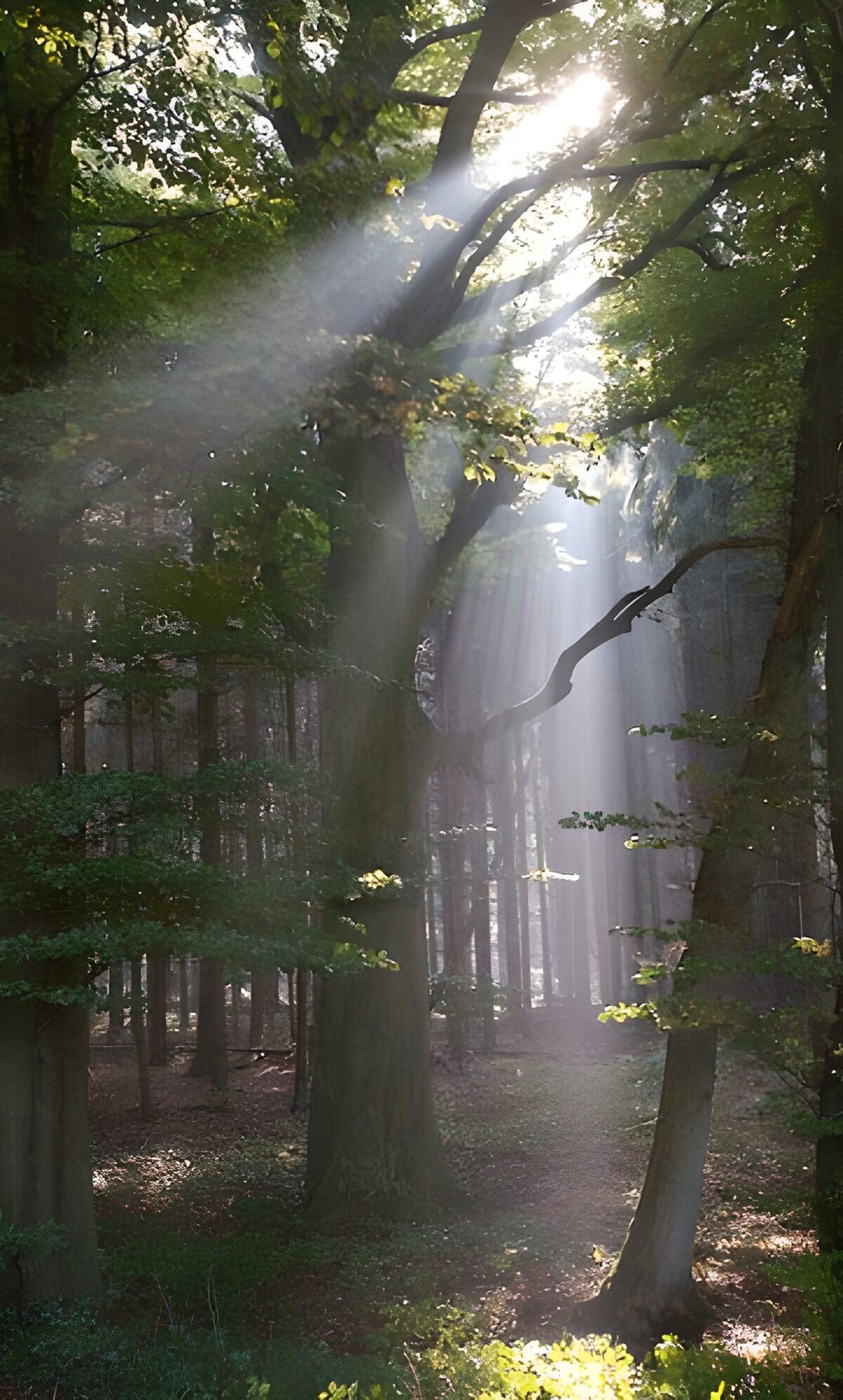 TPES88221: La luz teje caminos entre los árboles