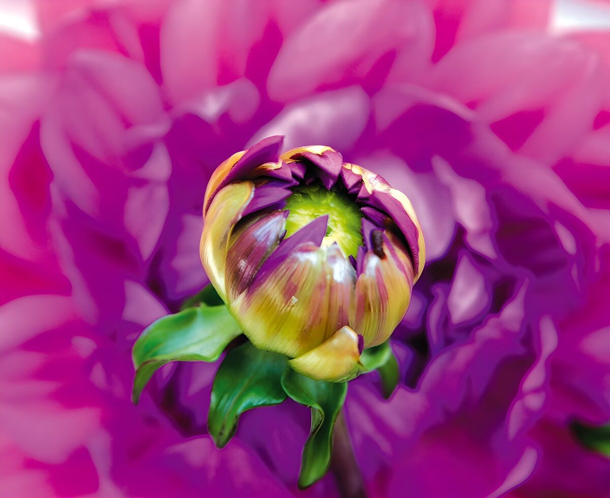 Capullo morado sobre un fondo rosa
