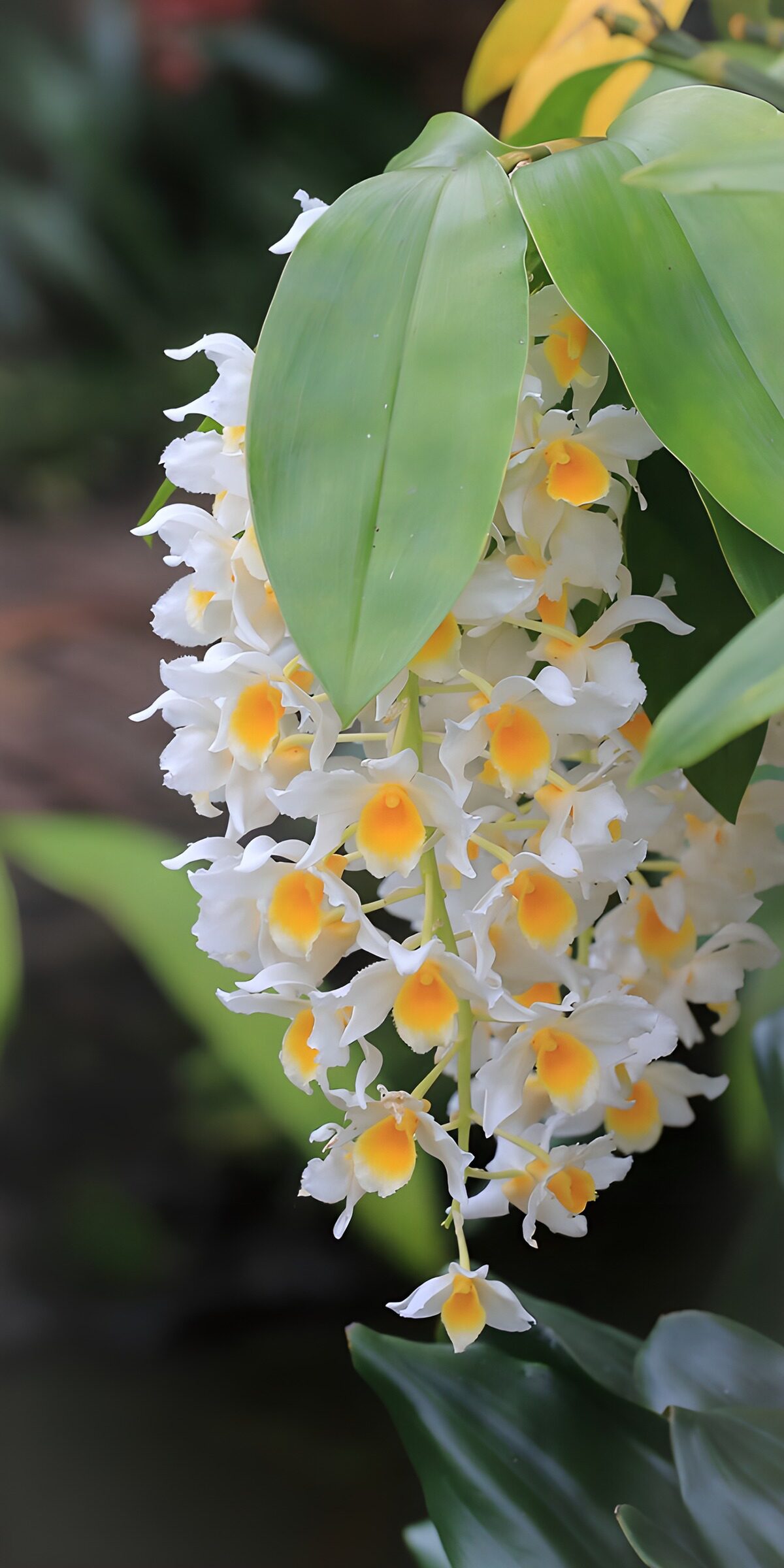 TPES86881: Racimo de orquídeas blancas al abrigo verde