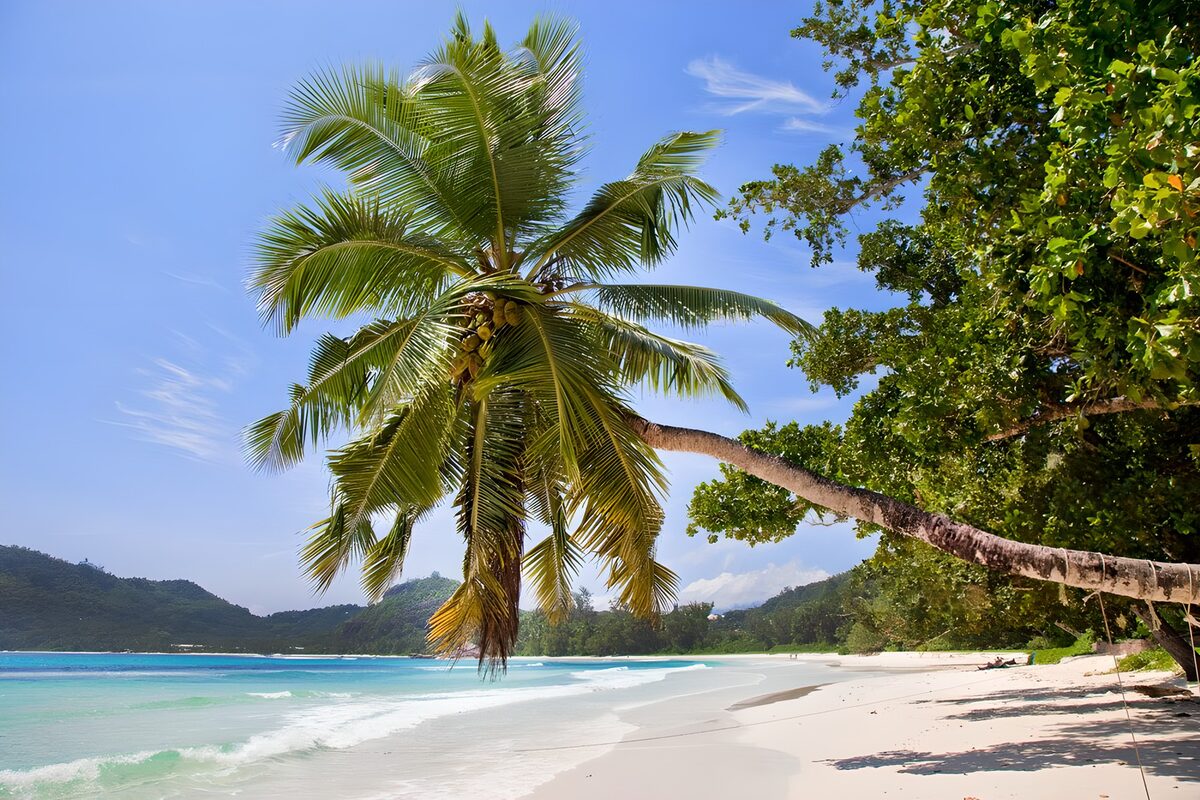 TPES67394: Playa de agua turquesa y sombra de palmera