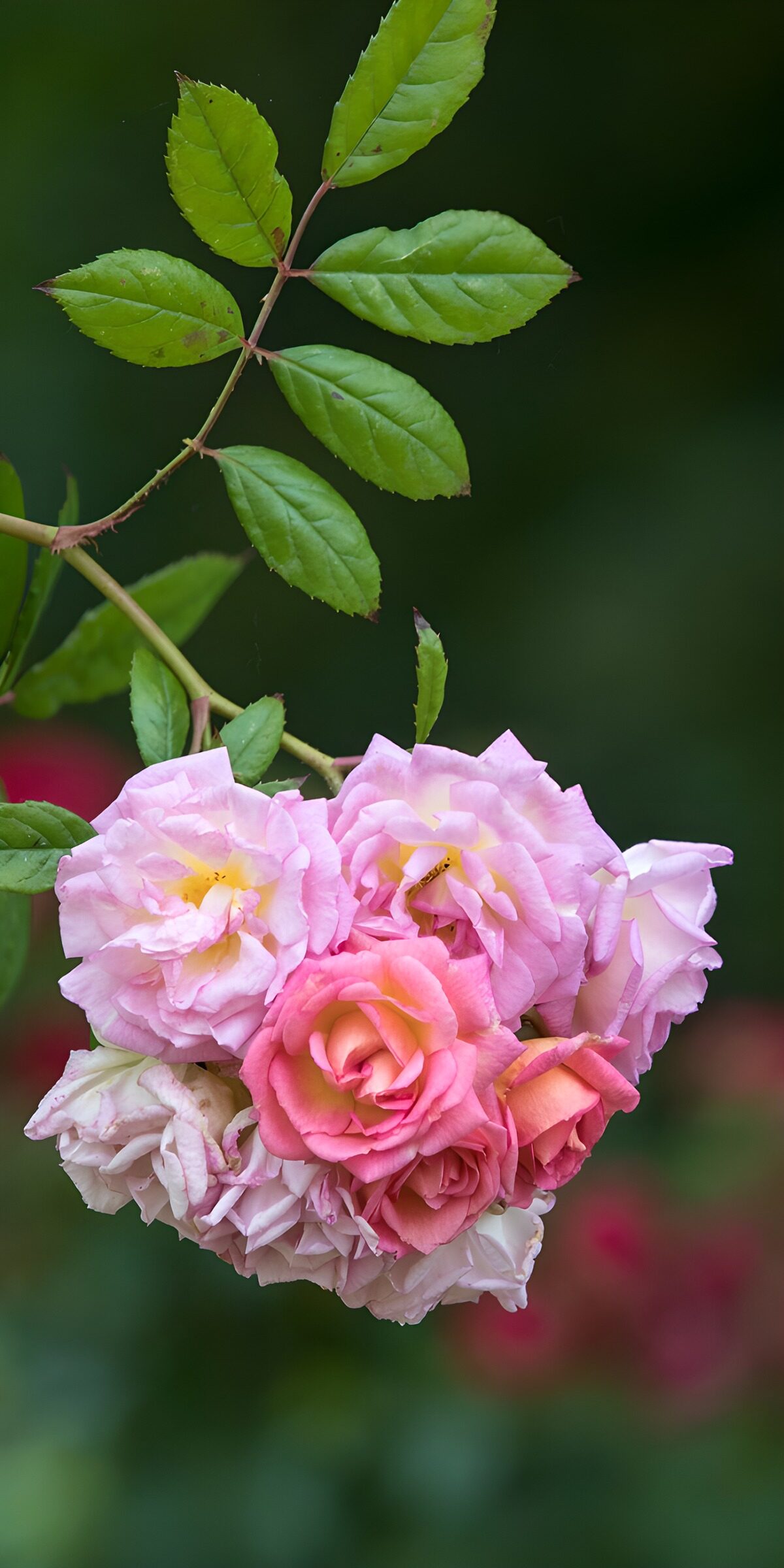 TPES31142: Rosas de color rosa pálido bajo una luz suave