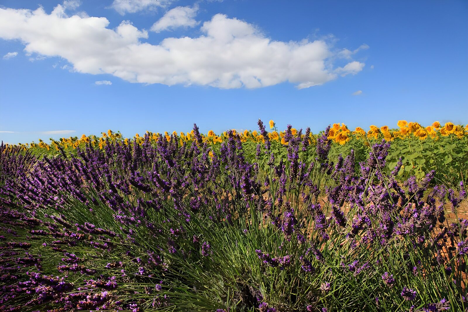 TPES88804: Lavanda y girasoles bajo el sol