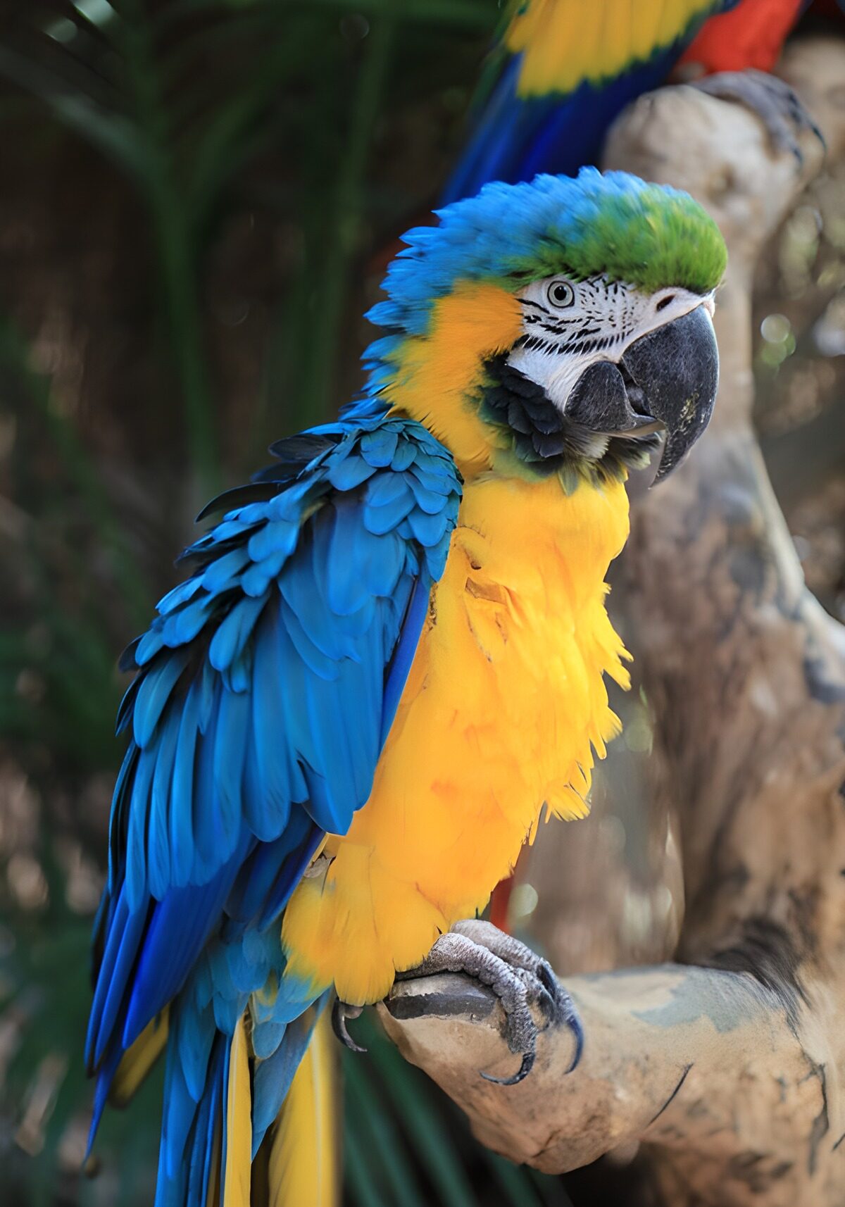 TPES59565: Guacamayo azul y amarillo en guardia