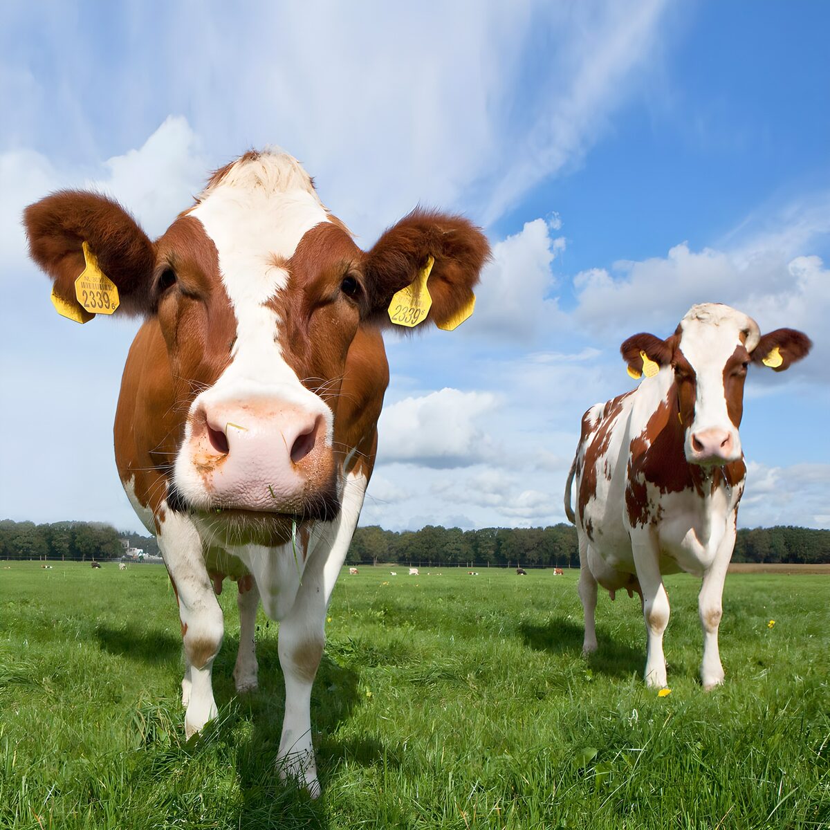 Dos vacas en una pradera verde