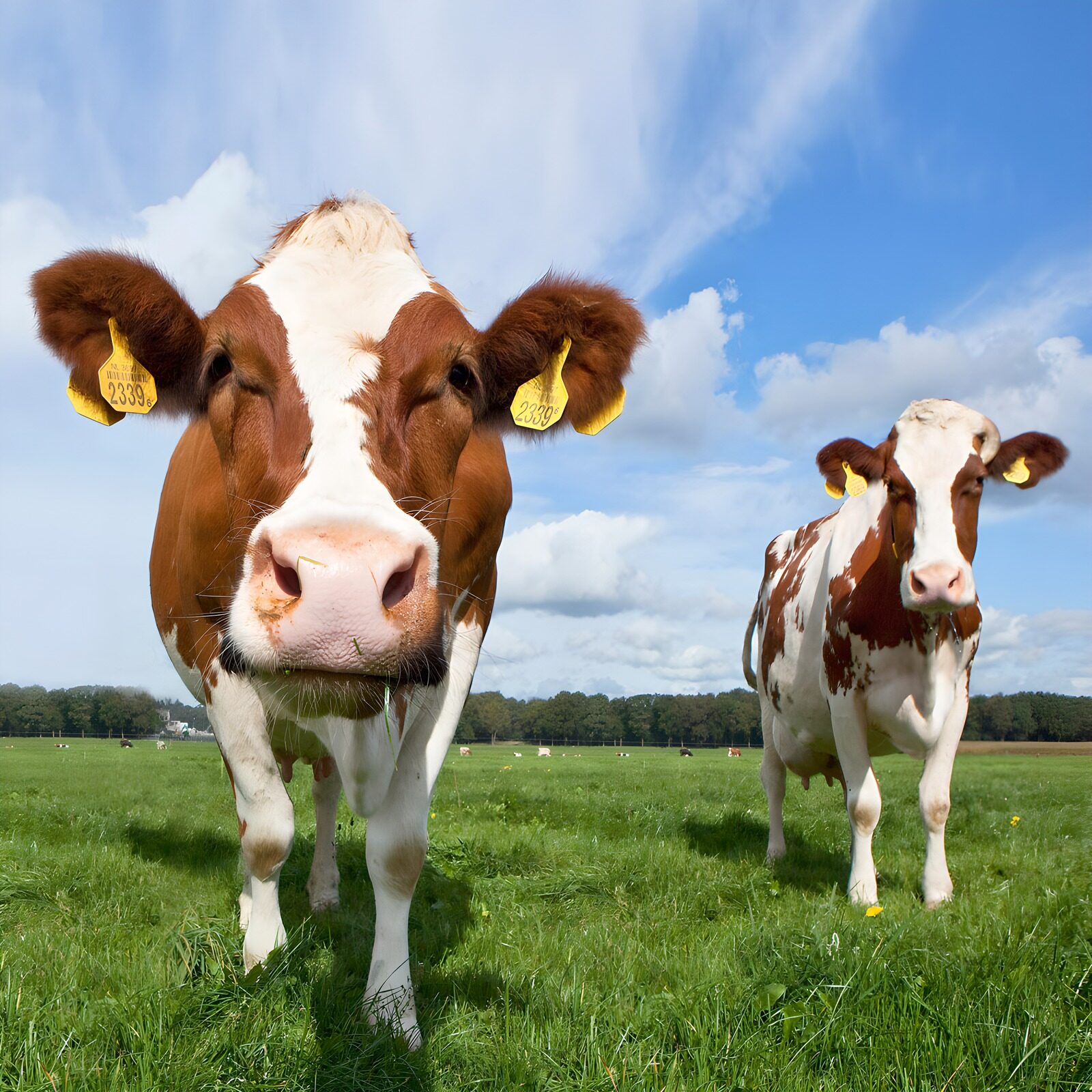 TPES40974: Dos vacas en una pradera verde