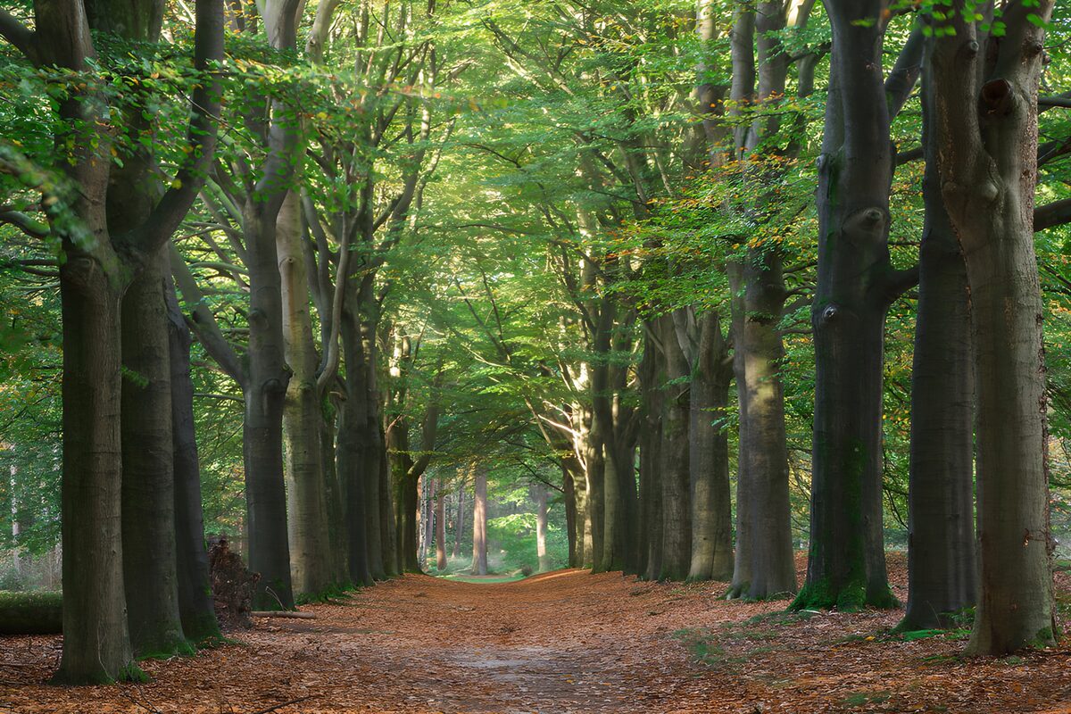 Sendero entre hayas de otoño