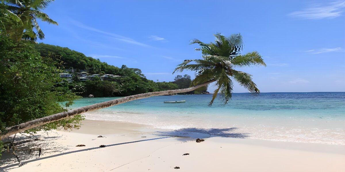 TPES66016: Palmera inclinada sobre una bahía turquesa