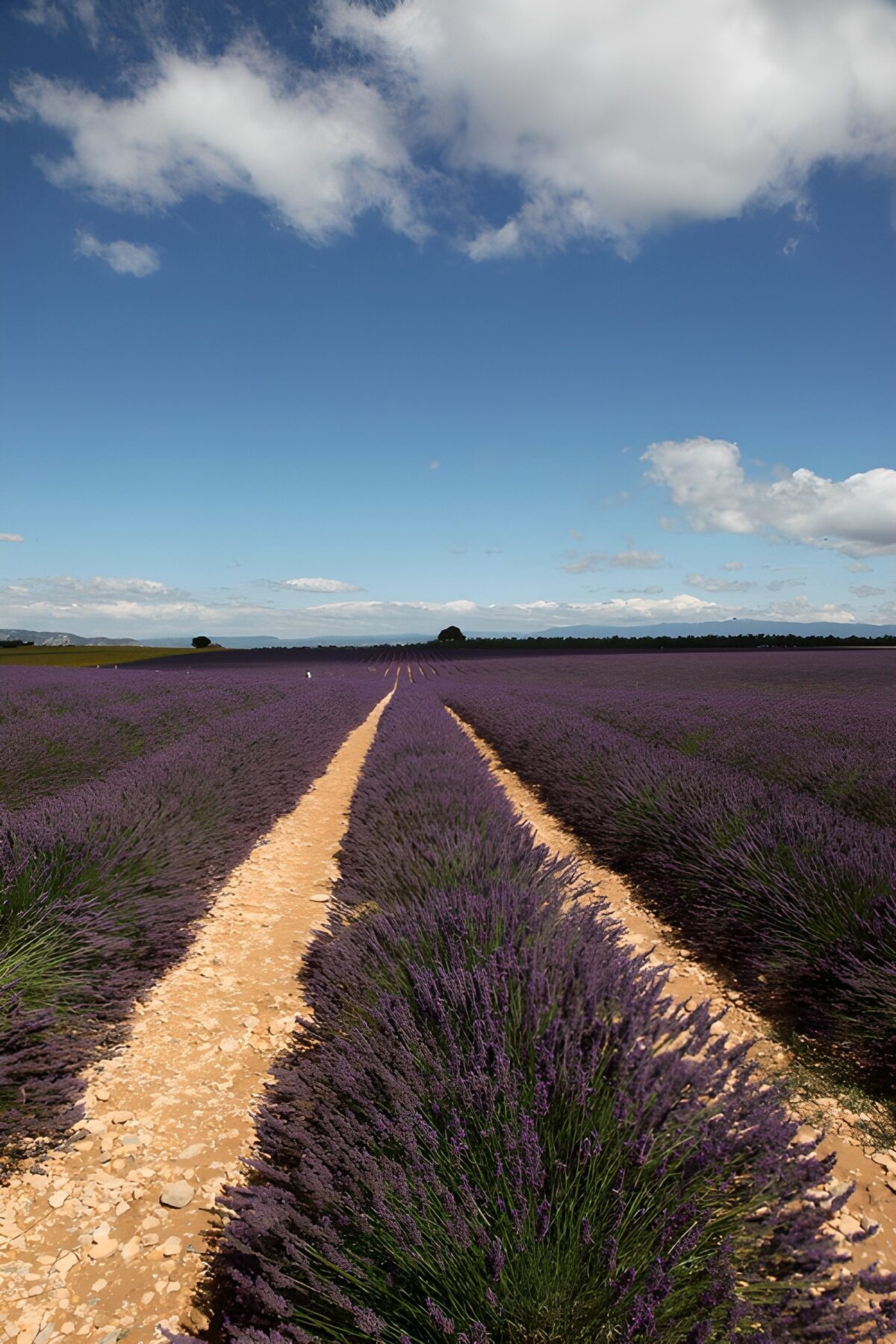 TPES39384: Lavanda que se pierde en el horizonte