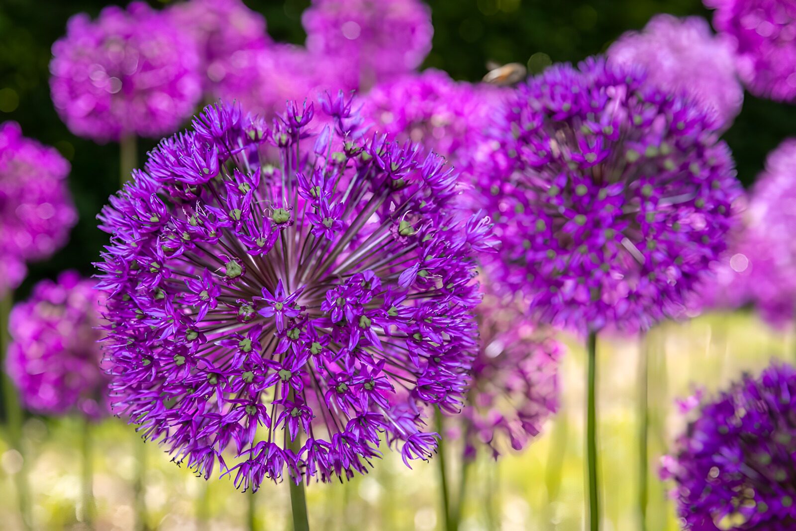 TPES79584: Alliums morados a plena luz