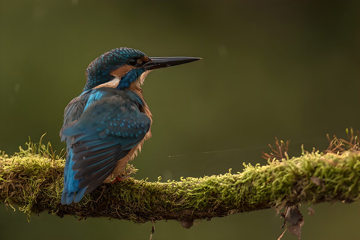 Martín pescador, destello azul entre verdes