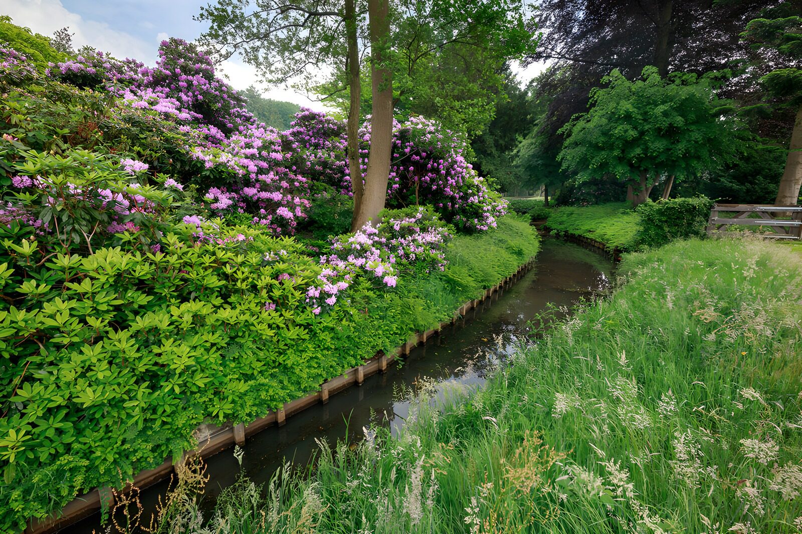 TPES44761: Rododendros en flor junto al arroyo