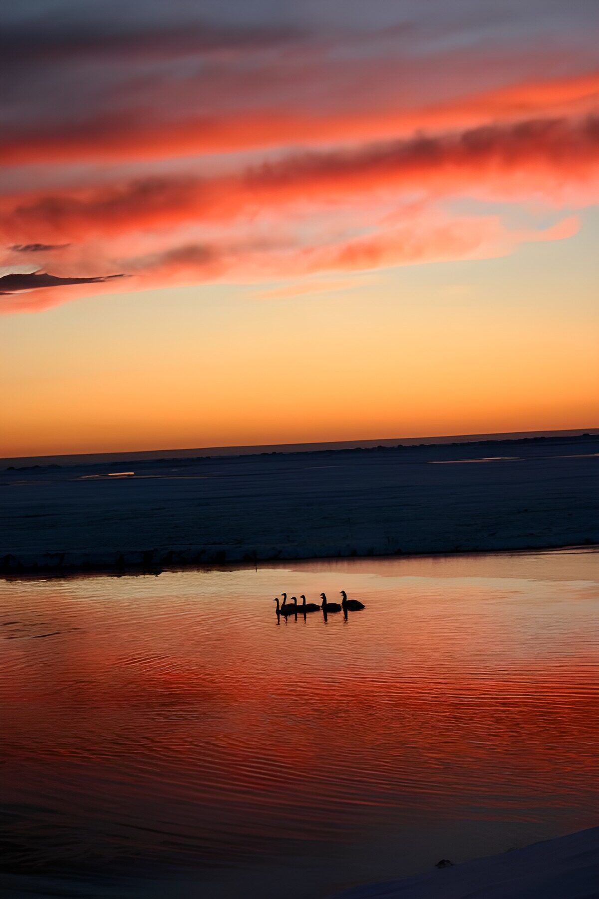 TPES74447: Aves entre nieve y reflejos de crepúsculo