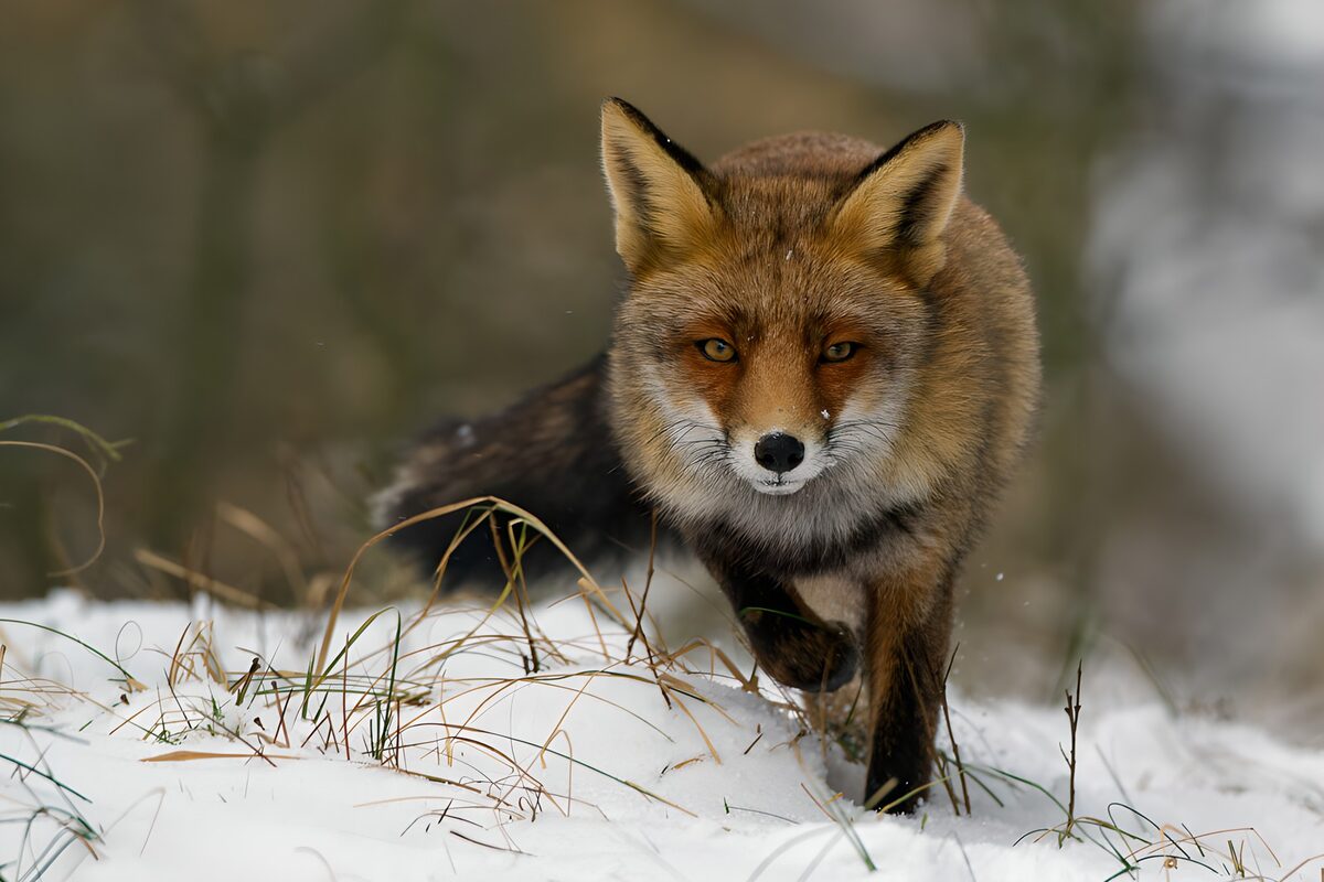 Zorro rojo, una brasa entre la nieve