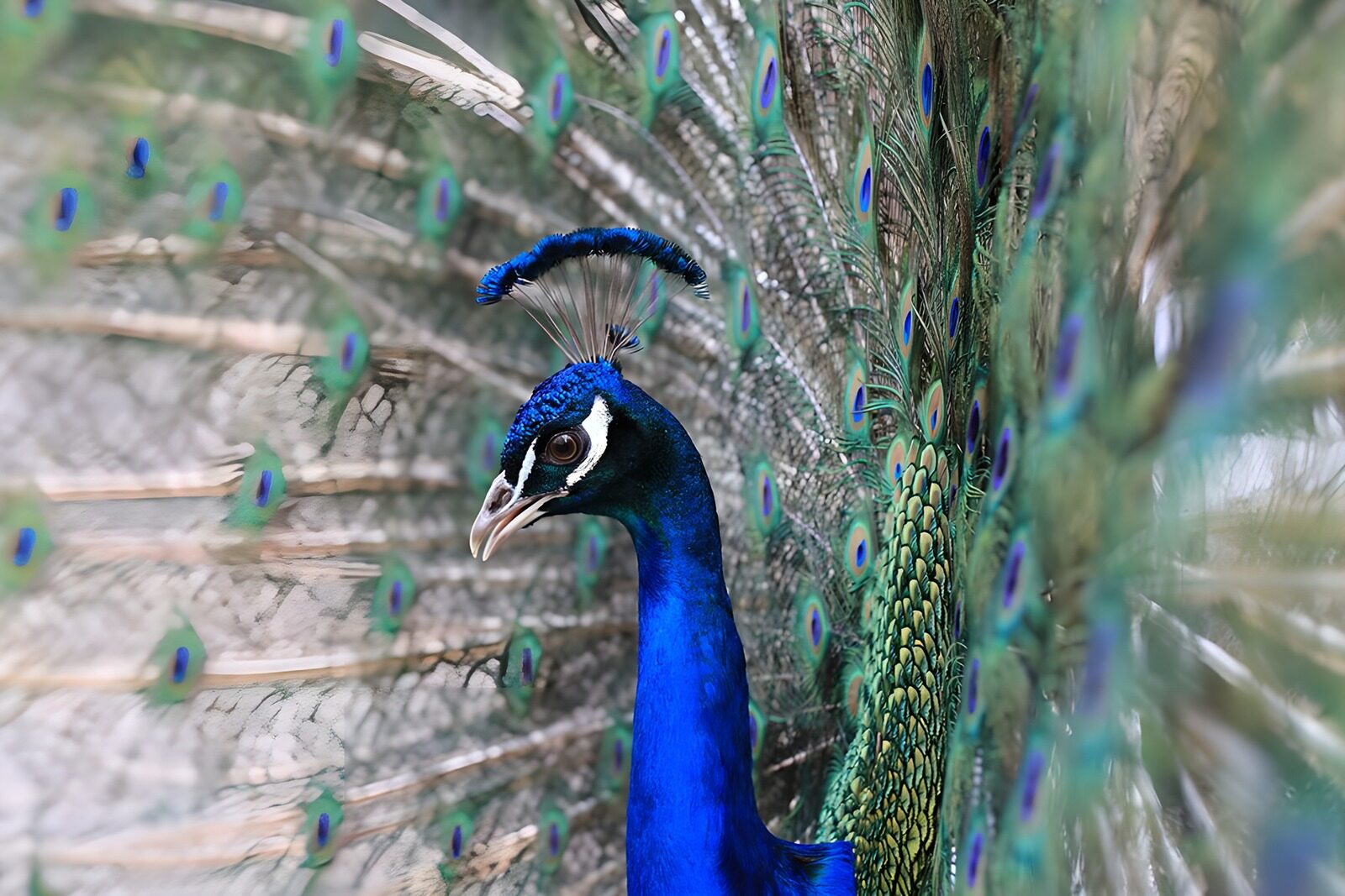 TPES74633: Pavo real azul con el abanico desplegado