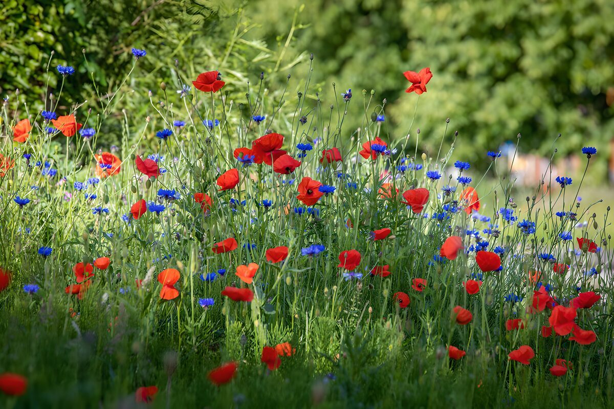 Amapolas y acianos entre la hierba