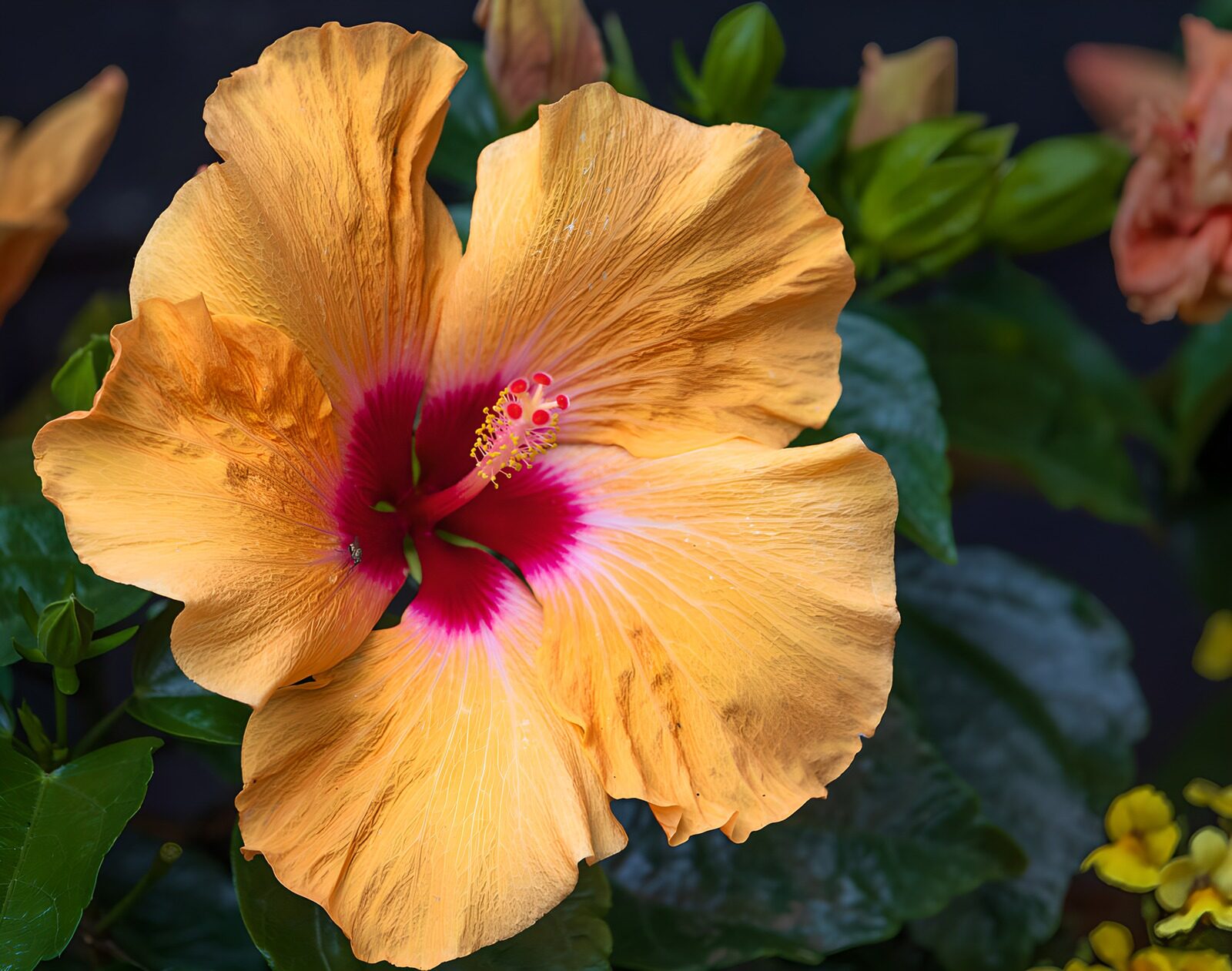 TPES85747: Hibisco naranja de centro rosa