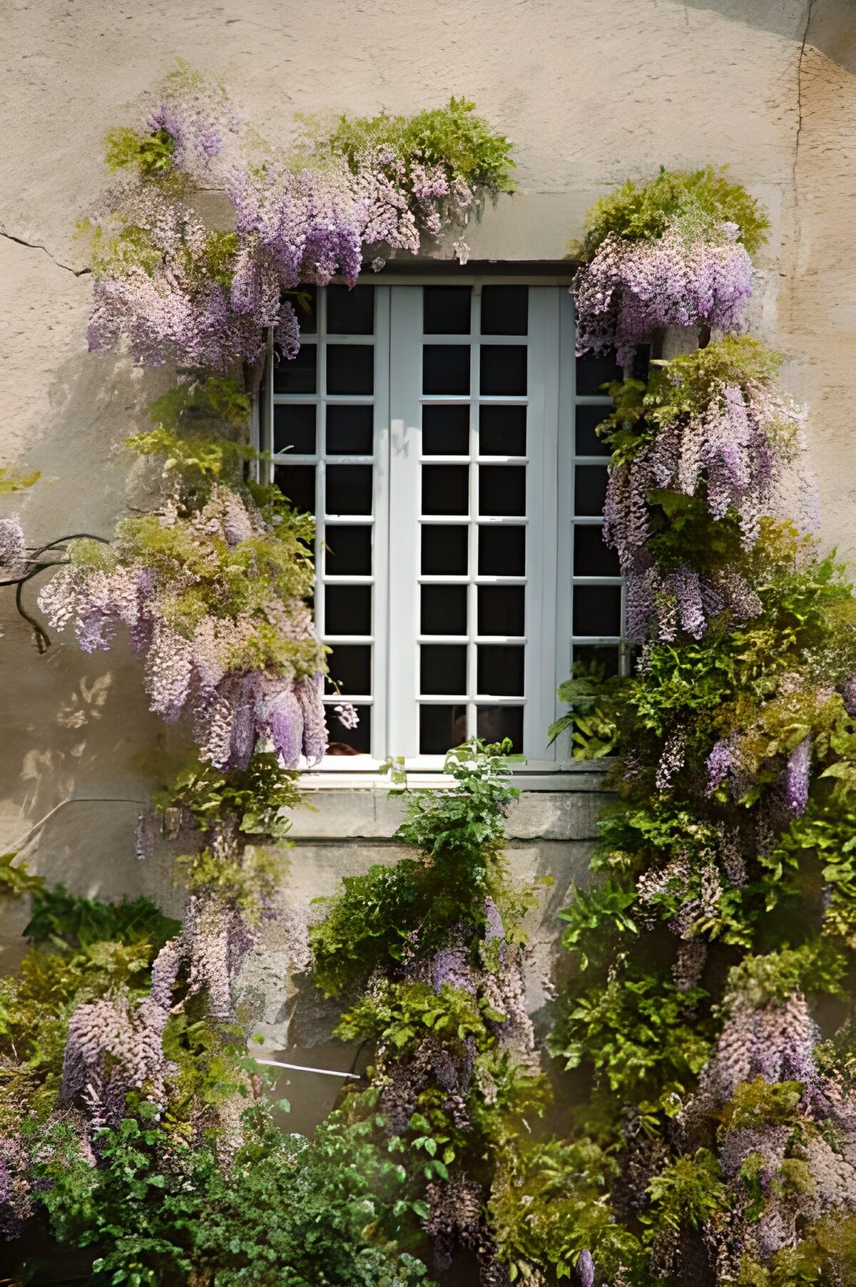 TPES80704: Ventana blanca entre flores lilas
