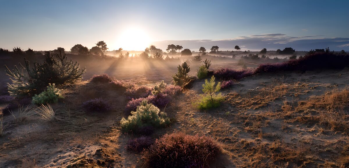 TPES89181: Brezo y pinos al amanecer