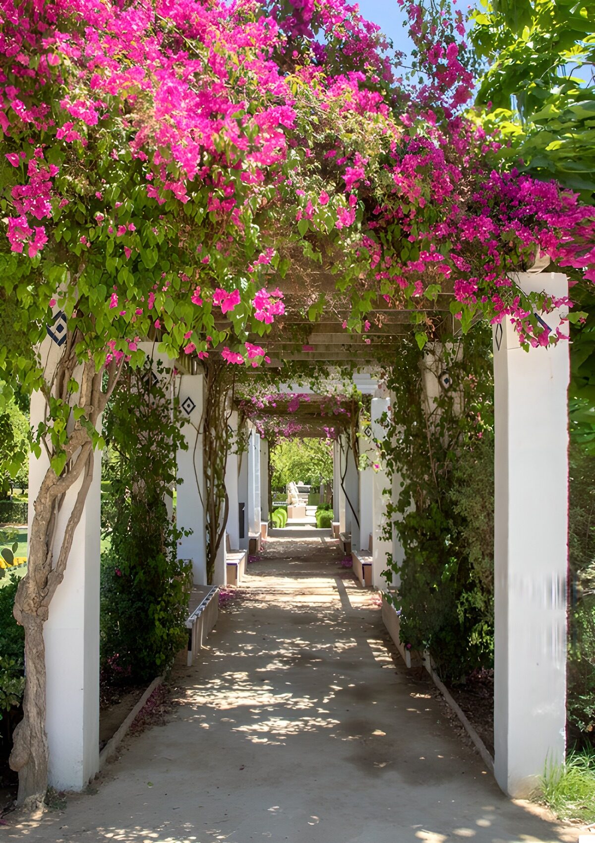 TPES58293: Pérgola blanca con buganvilla rosa