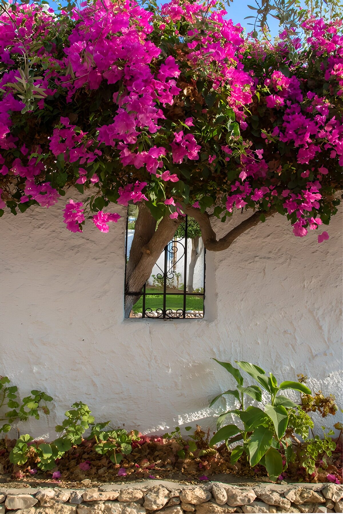 TPES46199: Buganvilla al sol sobre un muro blanco