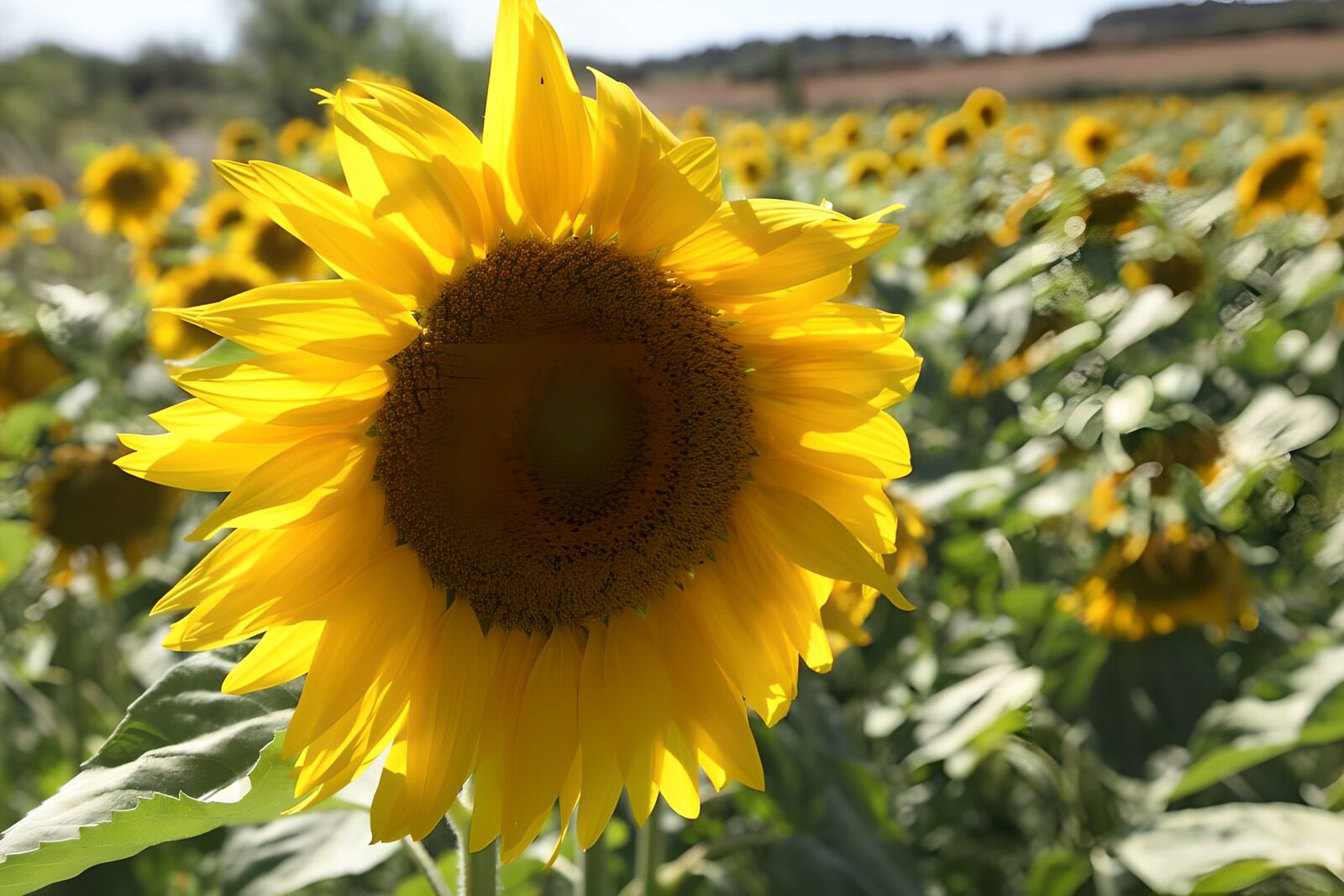 TPES46970: Girasol en primer plano a plena luz
