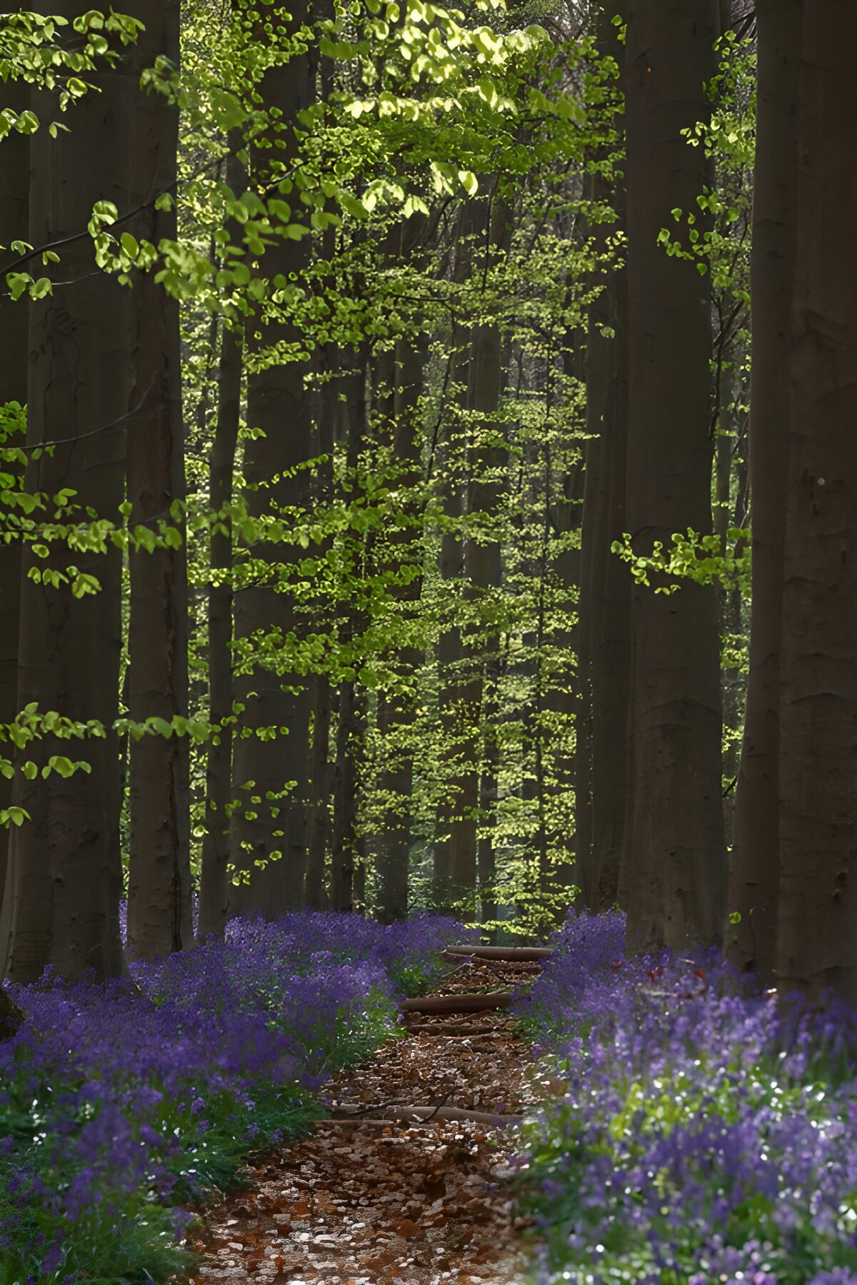 Sendero entre hayas y flores moradas