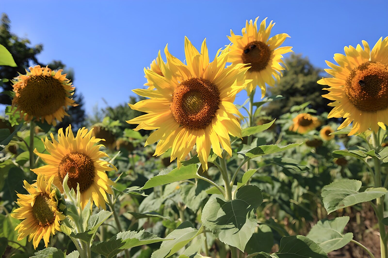TPES88870: Girasoles bajo un cielo azul de verano