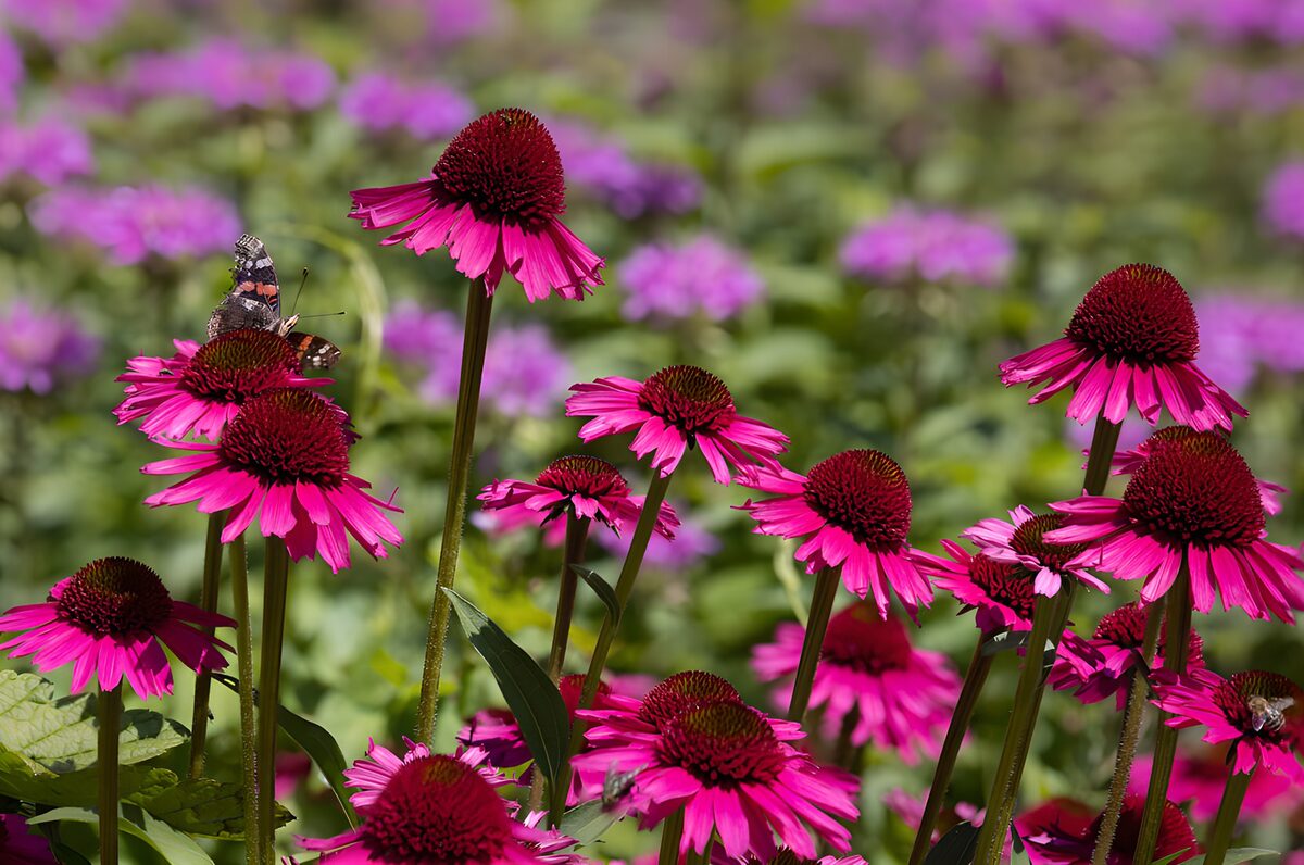 Equináceas rosas y mariposa al sol