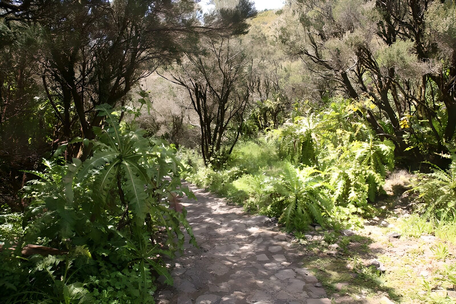 TPES24802: Sendero de piedra en un bosque frondoso