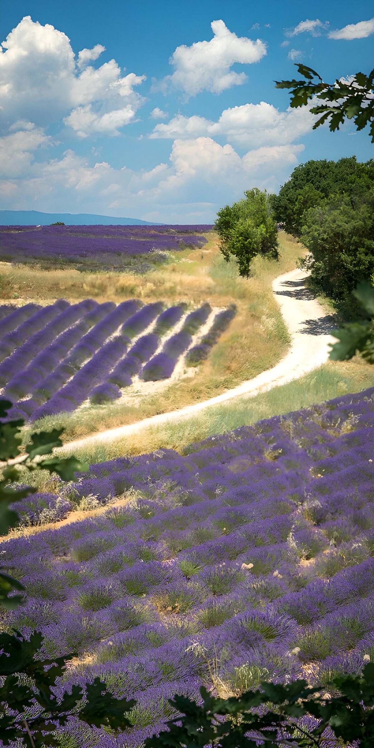 TPES18674: Campos de lavanda bajo un cielo azul