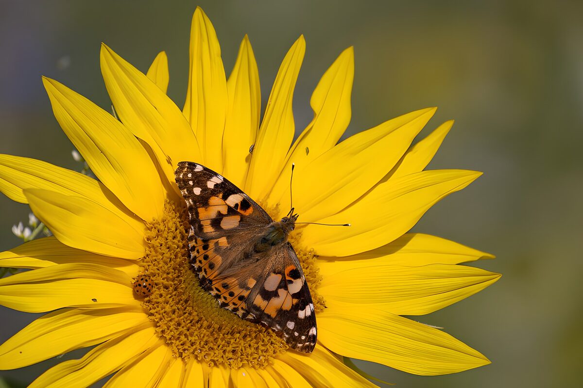 Un girasol acuna alas de mariposa