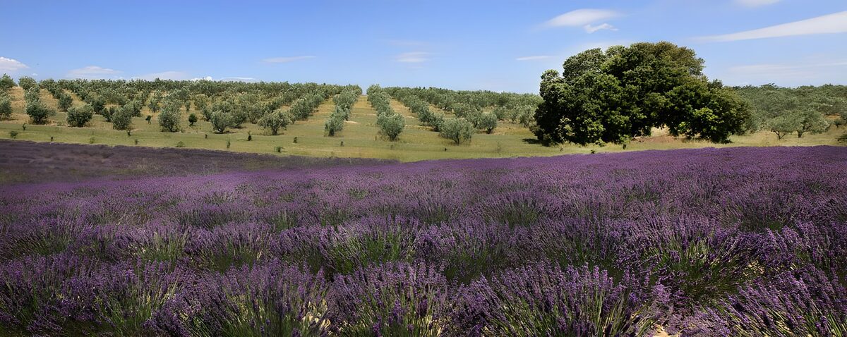 Campo de lavanda y olivos al sol