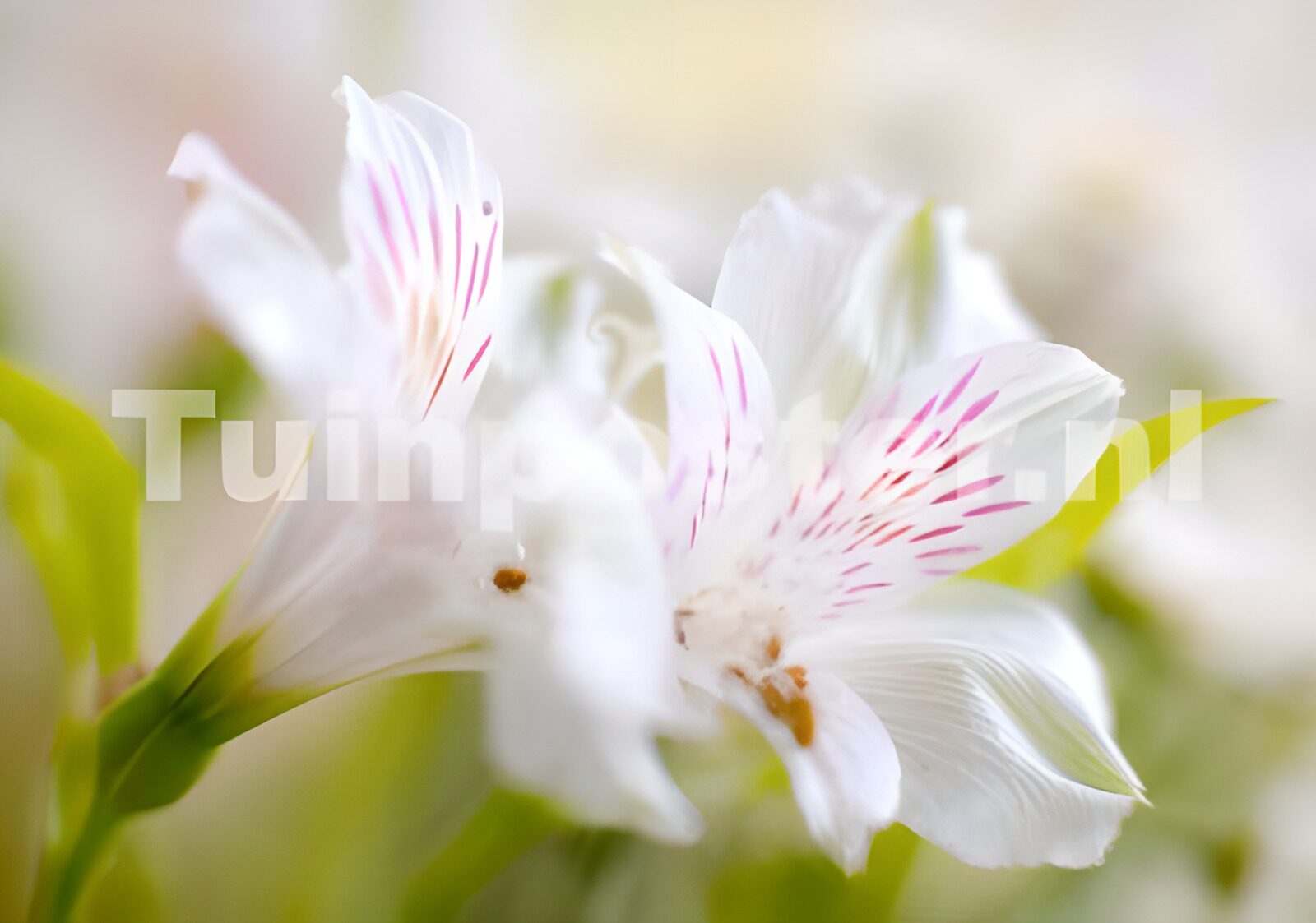 TPES14584: Alstroemerias blancas bajo una luz suave
