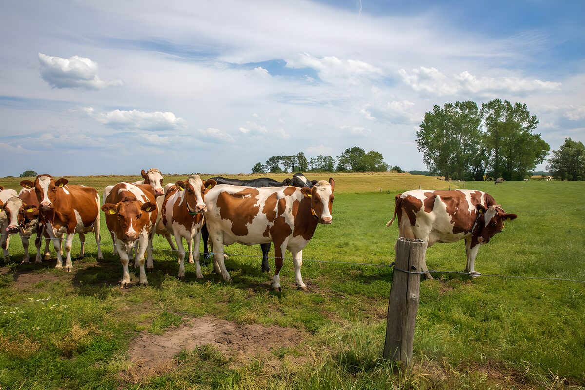 Vacas rojizas y blancas en un prado verde