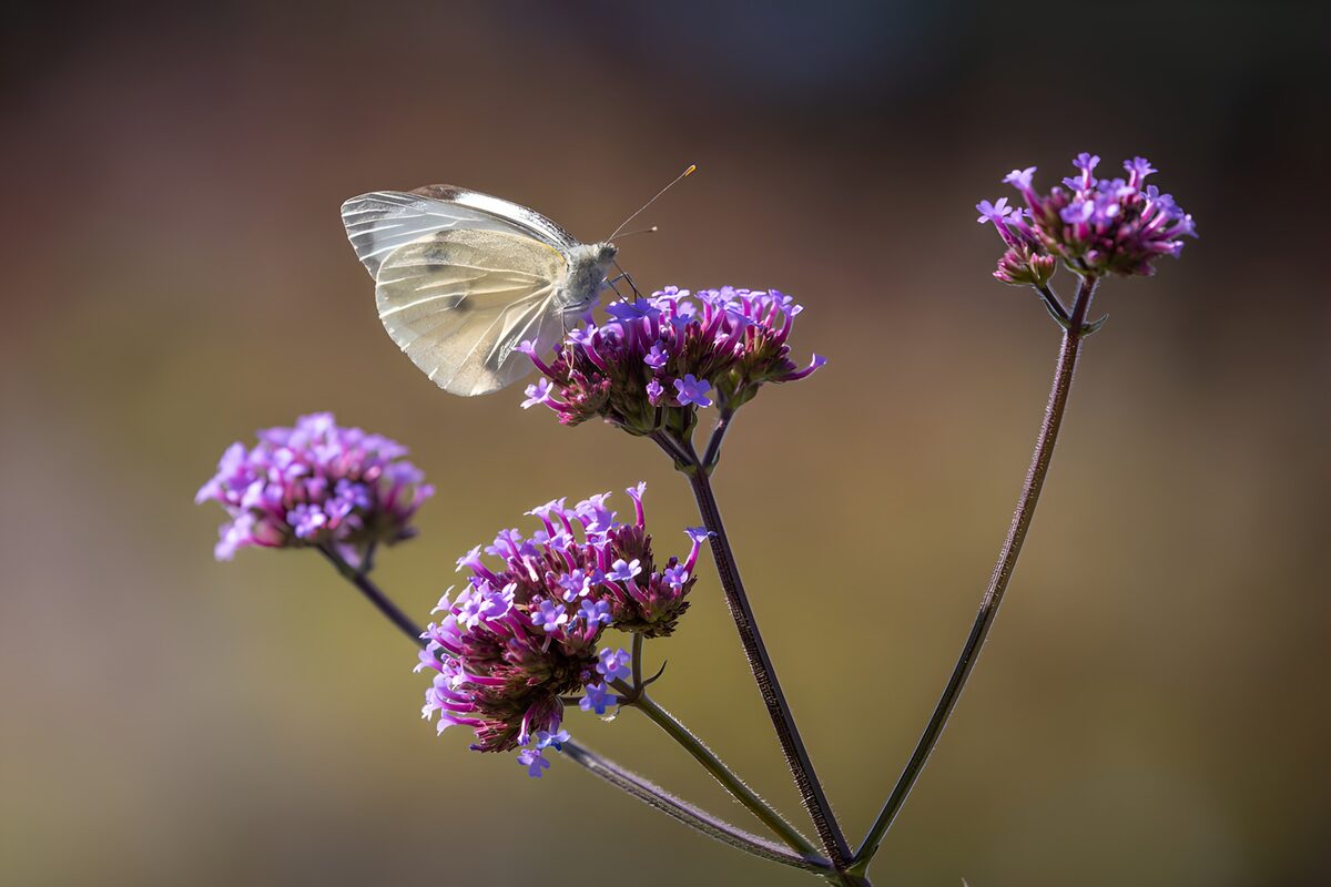 Mariposa blanca sobre flores al sol