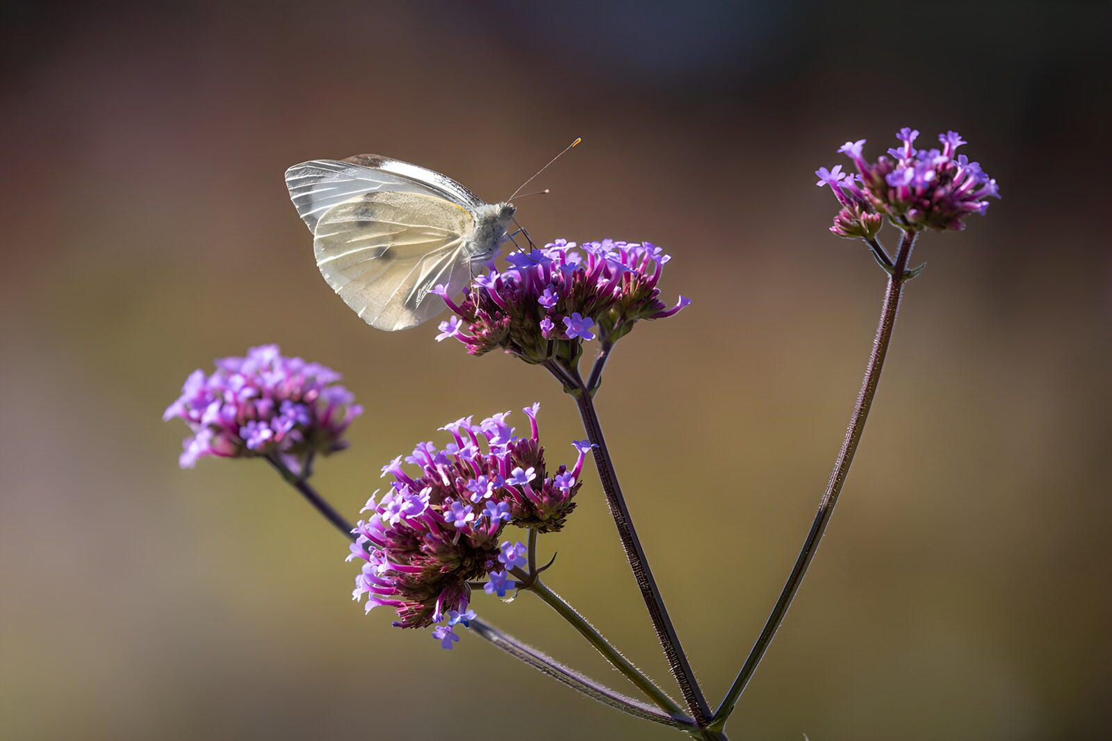 TPES38465: Mariposa blanca sobre flores al sol