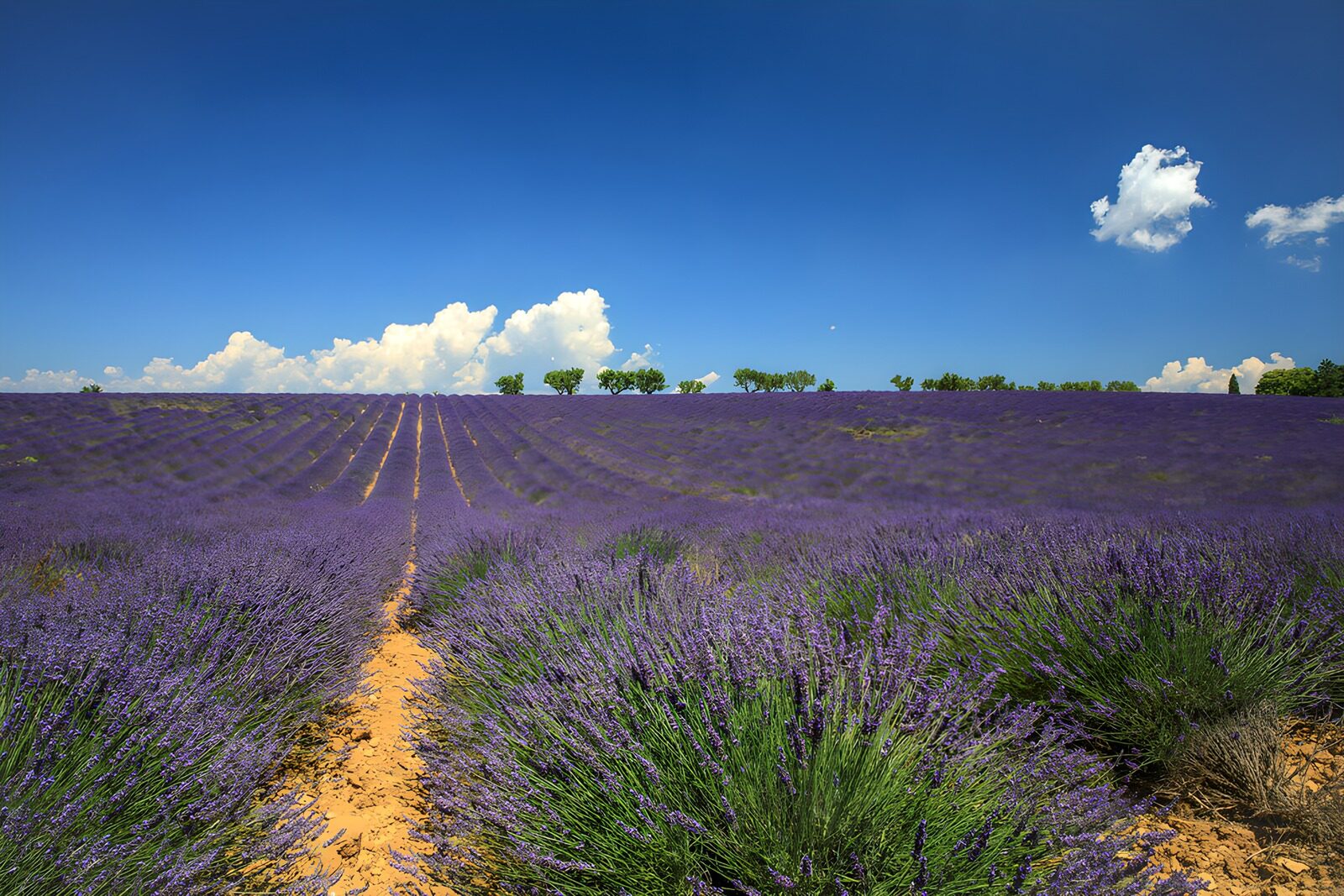 TPES56103: Lavanda hasta donde alcanza el verano