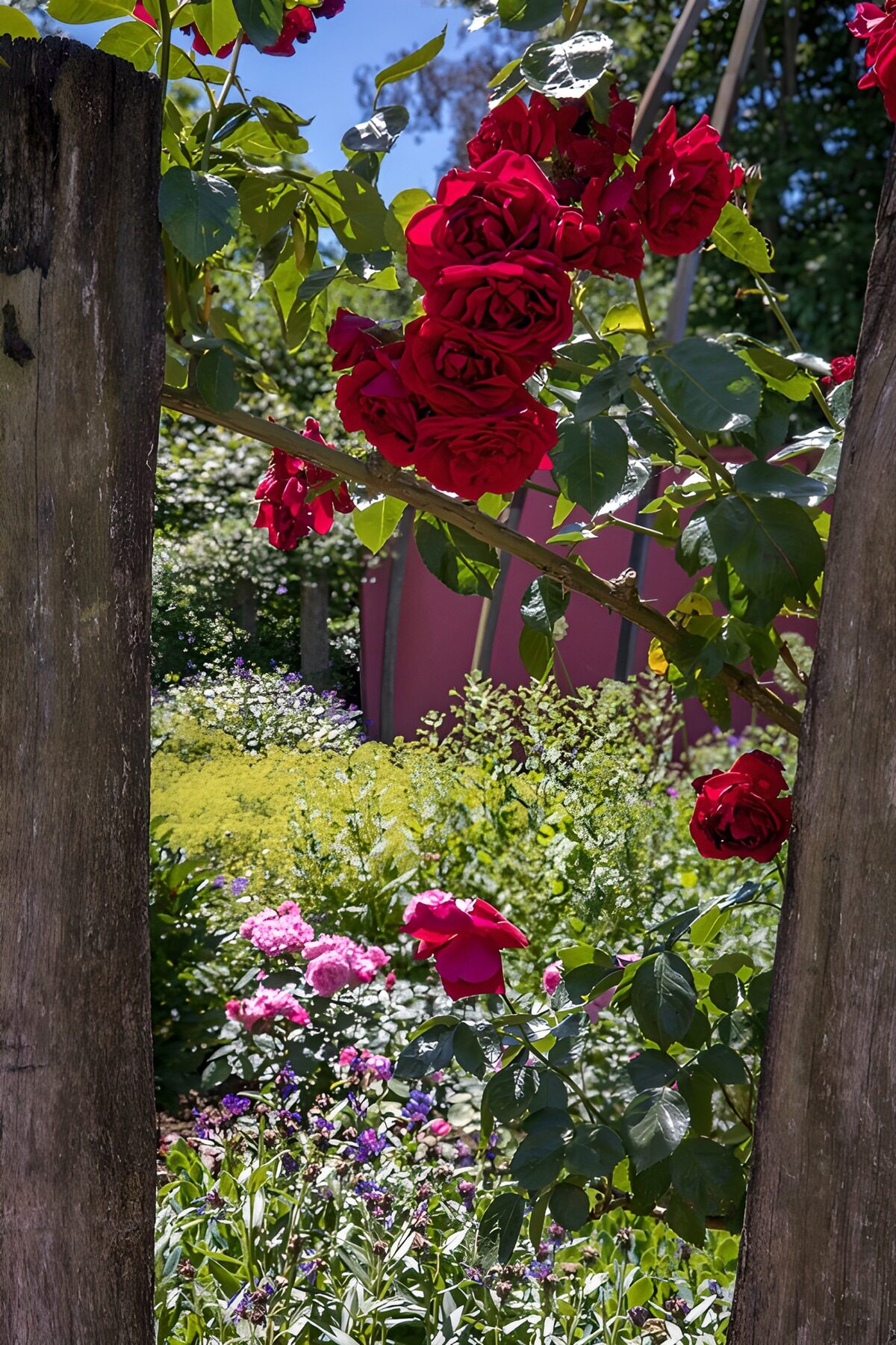 TPES81517: Rosas rojas entre postes de madera