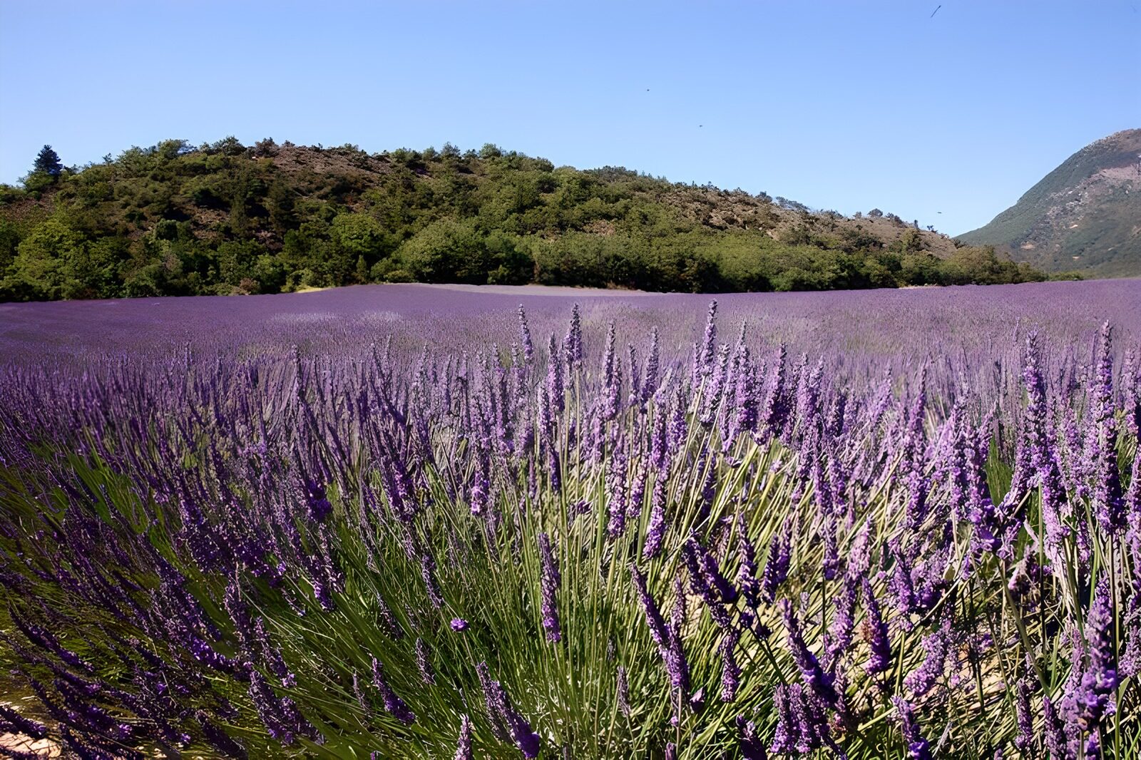 TPES52836: Campo de lavanda bajo el cielo azul