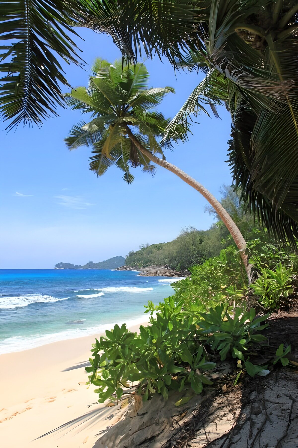 TPES31824: Playa tropical a la sombra de una palmera