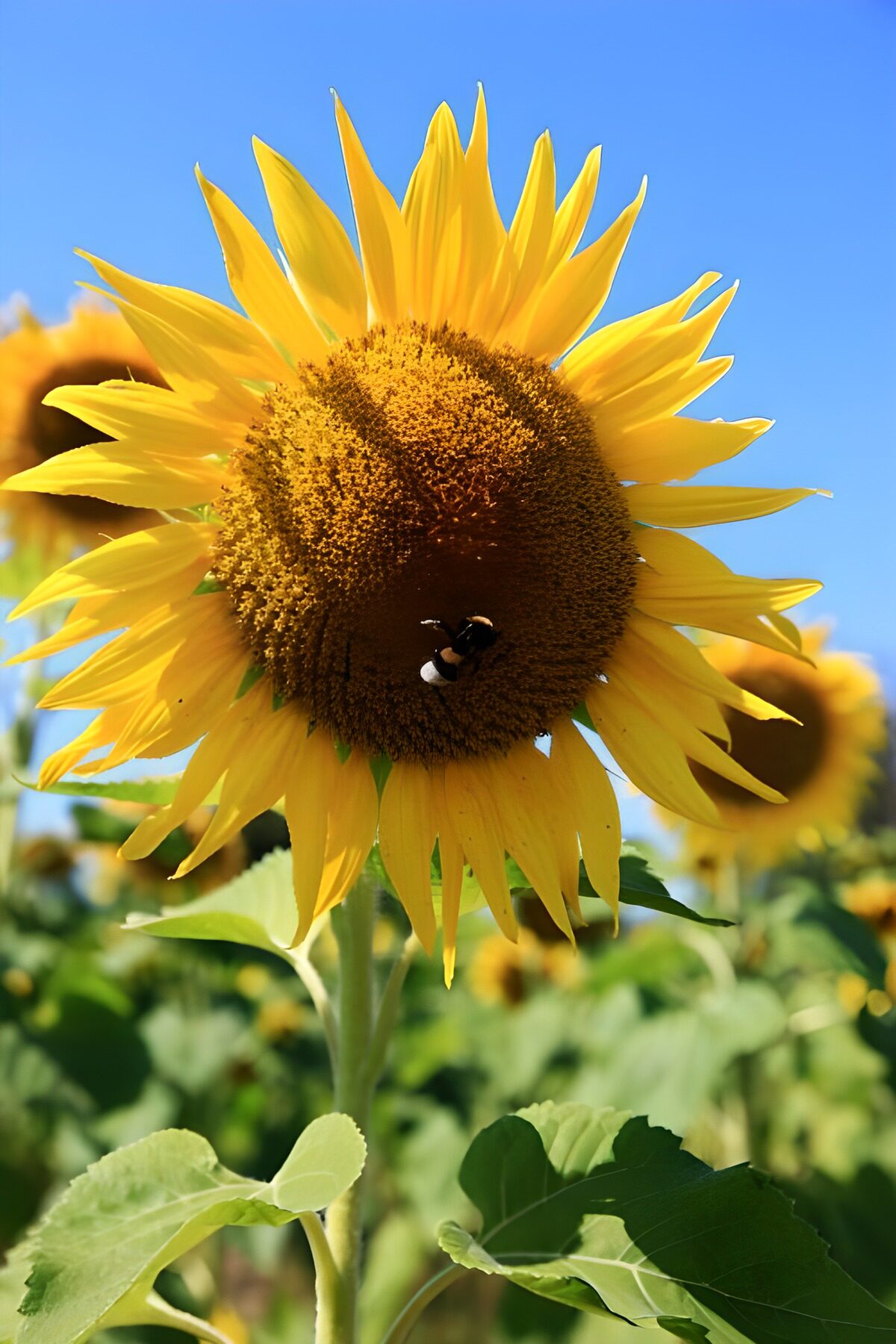 Girasol y abejorro al sol